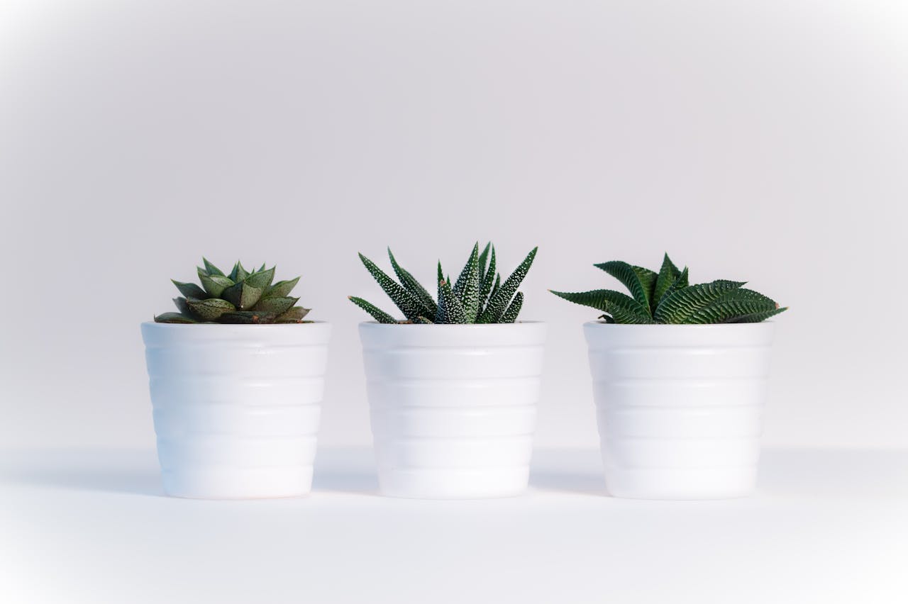 home-hero Three succulents in white pots on a white background, showcasing minimalist decor.