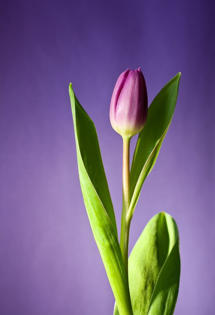 about-us A beautiful purple tulip standing tall against a soft light purple backdrop.